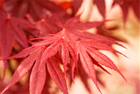 Gros plan de la feuille d'érable japonais rouge Photographie de stock - Premium Libres de Droits, Code: 659-06155183