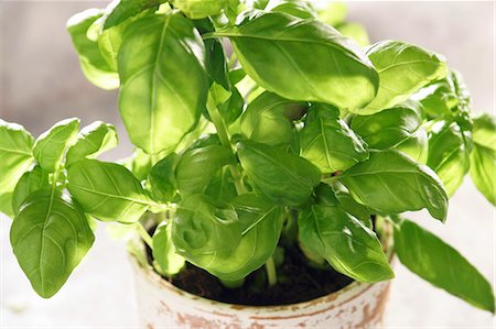 Basil in flowerpot Stock Photo - Premium Royalty-Free, Code: 659-06155336