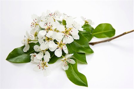 simsearch:659-02211094,k - Poire de rameau avec fleurs et feuilles Photographie de stock - Premium Libres de Droits, Code: 659-06155344