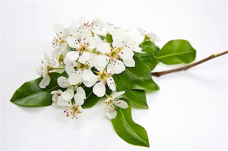 pears isolated - Pear twig with blossom and leaves Stock Photo - Premium Royalty-Free, Code: 659-06155344