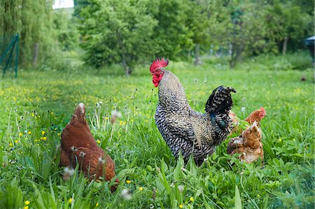 free range hens - Cock and two hens in grass Stock Photo - Premium Royalty-Free, Code: 659-06155347