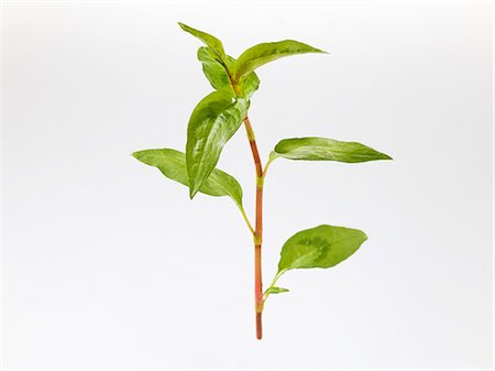 simsearch:659-02211094,k - Coriandre vietnamienne (Polygonum odoratum ou Persicaria odoratum) Photographie de stock - Premium Libres de Droits, Code: 659-06155357