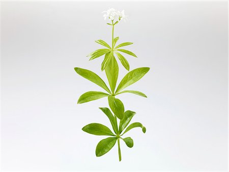 Woodruff with flower Stock Photo - Premium Royalty-Free, Code: 659-06155358