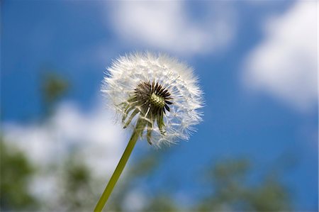 Dandelion clock in grass Stock Photo - Premium Royalty-Free, Code: 659-06155351