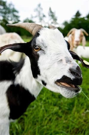 Chèvre avec des marques noires et blanches Photographie de stock - Premium Libres de Droits, Code: 659-06155353