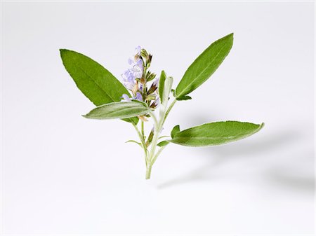 salva - Sage with flower Foto de stock - Royalty Free Premium, Número: 659-06155363