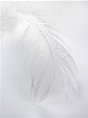 pluma - A white feather Foto de stock - Royalty Free Premium, Número: 659-06155449