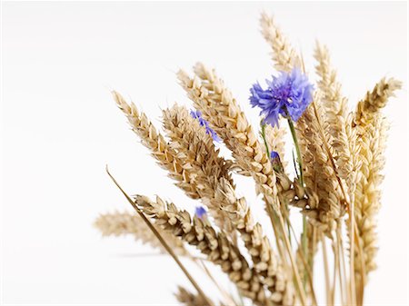 ears - Ears of wheat with cornflowers Stock Photo - Premium Royalty-Free, Code: 659-06155440