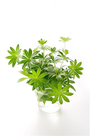 Woodruff Foto de stock - Sin royalties Premium, Código: 659-06155442