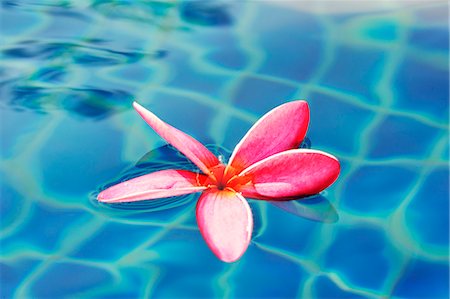 spa water background pictures - Frangipani flower in water Foto de stock - Sin royalties Premium, Código: 659-06155520