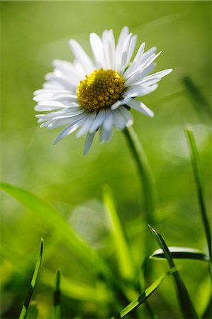 daisies photography - Une Marguerite dans un pré (gros plan) Photographie de stock - Premium Libres de Droits, Code: 659-06155690