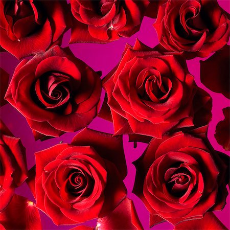 roses aerial view - Red roses on a pink surface Foto de stock - Sin royalties Premium, Código: 659-06155750