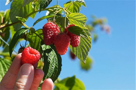 fresh raspberries and outdoors - Raspberries being picked Stock Photo - Premium Royalty-Free, Code: 659-06155801