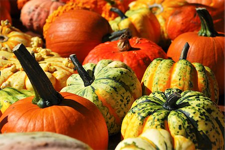 Various types of pumpkins (macro zoom) Foto de stock - Sin royalties Premium, Código: 659-06155899