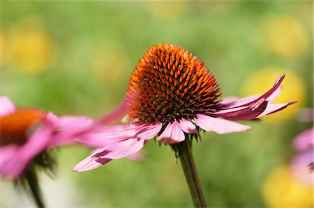 echinacea - Flowering red echinacea Fotografie stock - Premium Royalty-Free, Codice: 659-06156008