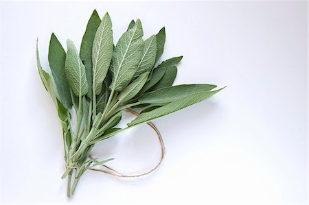 salva - Fresh sage Foto de stock - Royalty Free Premium, Número: 659-06156034