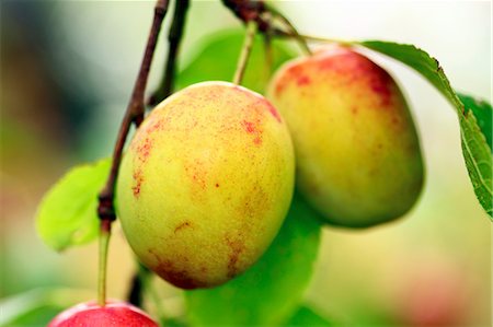 simsearch:659-08906677,k - Plums on the Tree Stock Photo - Premium Royalty-Free, Code: 659-06156038