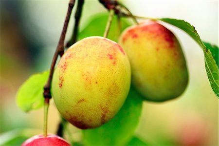 prunus domestica - Prunes sur l'arbre Photographie de stock - Premium Libres de Droits, Code: 659-06156038