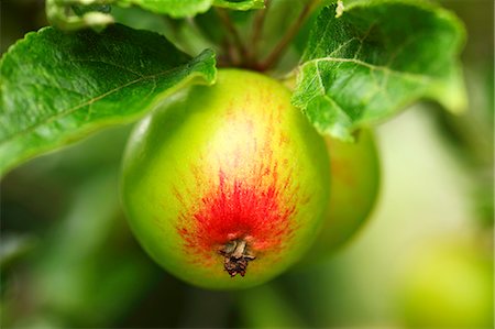 simsearch:659-06153658,k - Cox apples on a tree Stock Photo - Premium Royalty-Free, Code: 659-06156039