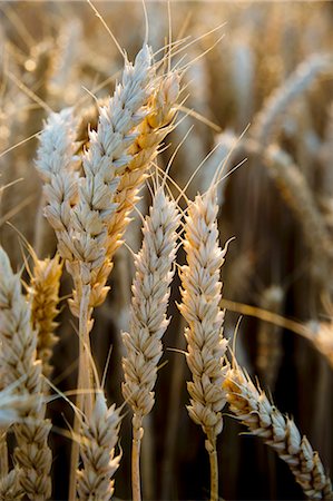 secale cerealein - Ears of rye in the field Stock Photo - Premium Royalty-Free, Code: 659-06156033