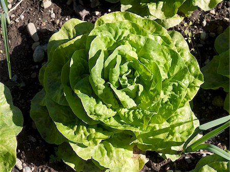 simsearch:659-07738887,k - A young lettuce in a vegetable patch Stock Photo - Premium Royalty-Free, Code: 659-06151258