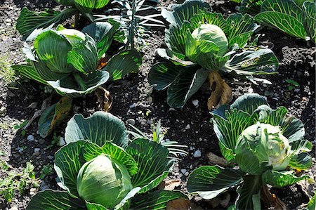 simsearch:659-07028397,k - White cabbage in a vegetable patch Foto de stock - Sin royalties Premium, Código: 659-06151264