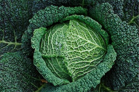 simsearch:659-06494082,k - Savoy cabbage in a vegetable patch, seen from above (close-up) Fotografie stock - Premium Royalty-Free, Codice: 659-06151266