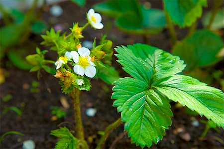strawberry leaf - Strawberry plants with flowers Stock Photo - Premium Royalty-Free, Code: 659-06151340