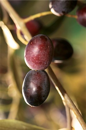 Olives noires sur un arbre, Perugia, Ombrie, Italie Photographie de stock - Premium Libres de Droits, Code: 659-06151367