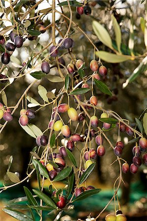 simsearch:659-07068524,k - Olives noires sur un arbre à Peruiga, Ombrie, Italie Photographie de stock - Premium Libres de Droits, Code: 659-06151368