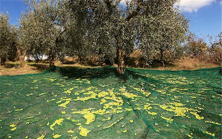 Olive harvest, Perugia, Umbria, Italy Foto de stock - Sin royalties Premium, Código: 659-06151369