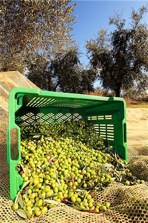 produce in baskets - Harvested olives in a basket, Perugia, Umbria, Italy Stock Photo - Premium Royalty-Free, Code: 659-06151370