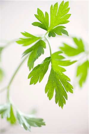 perejil - Fresh parsley Foto de stock - Sin royalties Premium, Código: 659-06151567