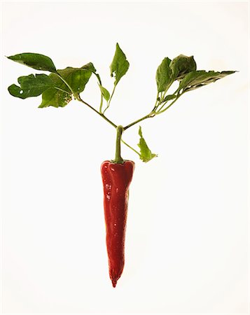 simsearch:659-06153207,k - A red chilli pepper with leaves Stock Photo - Premium Royalty-Free, Code: 659-06151742