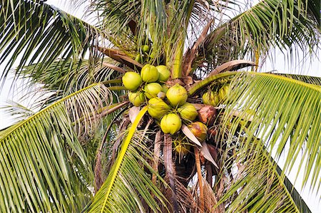 A coconut tree Stock Photo - Premium Royalty-Free, Code: 659-06151836