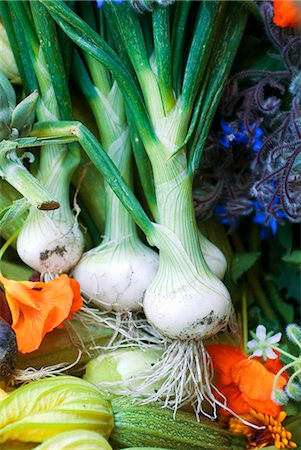 simsearch:659-06495169,k - Fresh vegetables from the garden Stock Photo - Premium Royalty-Free, Code: 659-06151864