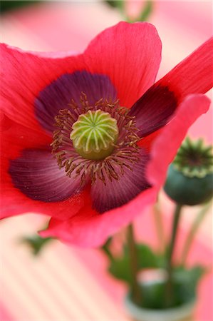 flower decoration - Poppy Stock Photo - Premium Royalty-Free, Code: 659-06151906