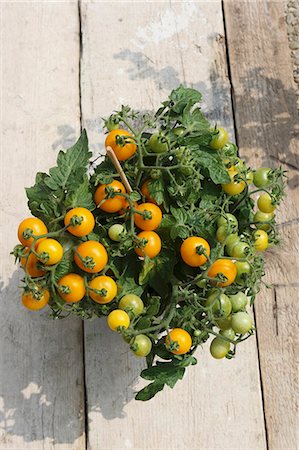 simsearch:659-06186808,k - Yellow vine tomatoes Foto de stock - Sin royalties Premium, Código: 659-06151908