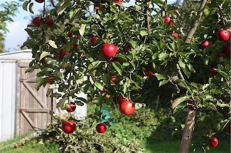 Un pommier avec pommes rouges avec une maison d'été à l'arrière-plan Photographie de stock - Premium Libres de Droits, Code: 659-06151911