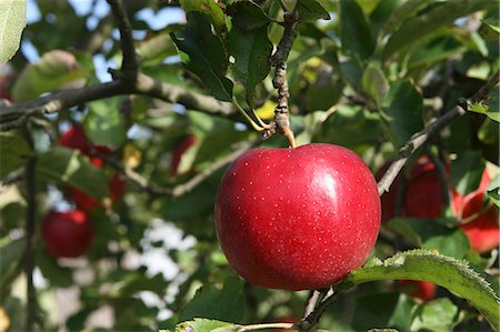 pommier - Une pomme rouge dans un arbre Photographie de stock - Premium Libres de Droits, Code: 659-06151912