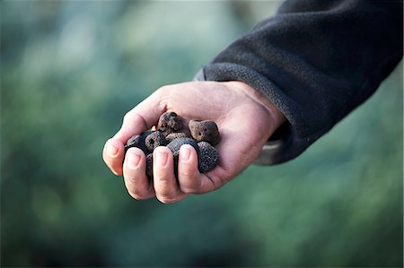 A hand holding black truffles Foto de stock - Royalty Free Premium, Número: 659-06152015