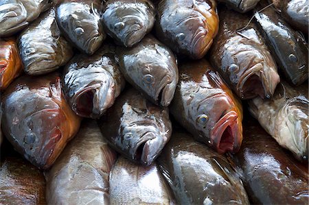 Mediterranean fish Foto de stock - Sin royalties Premium, Código: 659-06152026