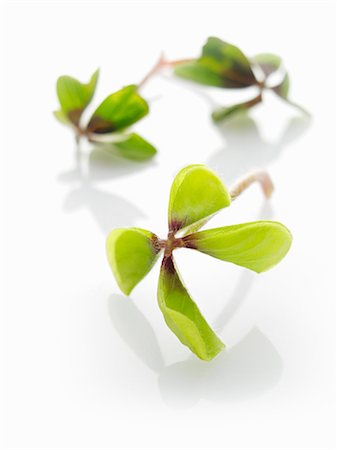 Clover leaves Fotografie stock - Premium Royalty-Free, Codice: 659-06152085