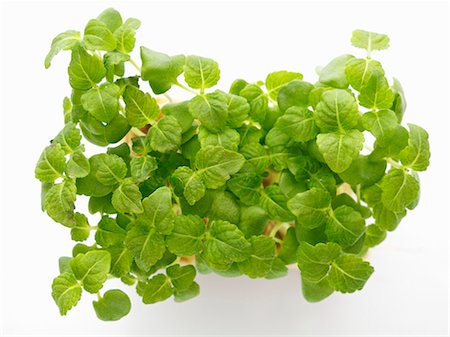 sprout (young shoots eaten raw) - Cress shiso, vu d'en haut Photographie de stock - Premium Libres de Droits, Code: 659-06152096