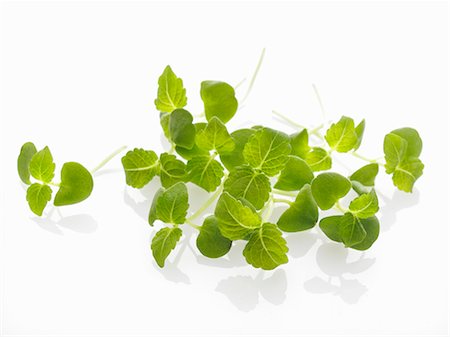 Choux de shiso Photographie de stock - Premium Libres de Droits, Code: 659-06152098