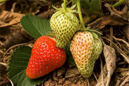 simsearch:659-06152167,k - Ripe and Unripe Strawberries on the Plant Stock Photo - Premium Royalty-Free, Code: 659-06152167