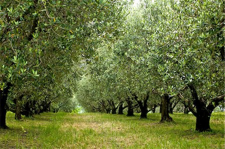 Olive trees near Triest Foto de stock - Sin royalties Premium, Código: 659-06152303