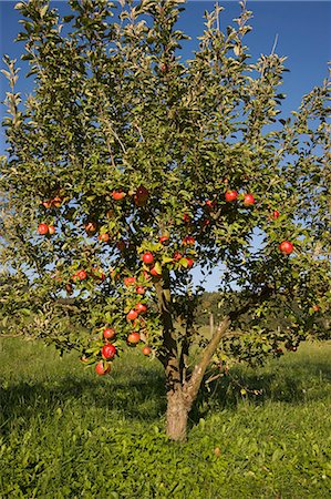 An apple tree in a field Foto de stock - Sin royalties Premium, Código: 659-06152596