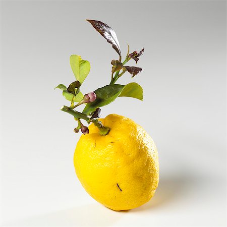 single lemon - A lemon with twig and leaves Stock Photo - Premium Royalty-Free, Code: 659-06152620