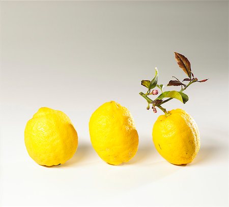 simsearch:659-06187250,k - Trois citrons, un avec une tige et des feuilles Photographie de stock - Premium Libres de Droits, Code: 659-06152621